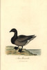 Brent Goose  Branta Bernicla Poster Print By ® Florilegius / Mary Evans - Item # VARMEL10937350