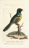 Black-Throated Trogon  Trogon Rufus Chrysochloros Poster Print By ® Florilegius / Mary Evans - Item # VARMEL10937920