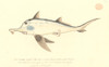 Callorhinchus Milii  Elephant Fish Poster Print By Mary Evans / Natural History Museum - Item # VARMEL10707684