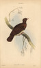 Ruddy Quail-Dove  Geotrygon Montana Poster Print By ® Florilegius / Mary Evans - Item # VARMEL10938868