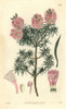 Mr Fraser'S Melaleuca  Melaleuca Fraseri Poster Print By ® Florilegius / Mary Evans - Item # VARMEL10934975