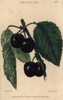 Ripe Fruit And Leaves Of The Black Tartarianà Poster Print By ® Florilegius / Mary Evans - Item # VARMEL10939437