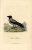 Hooded Crow  Corvus Cornix Poster Print By ® Florilegius / Mary Evans - Item # VARMEL10937305