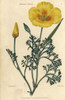 Yellow Flowered California Poppy  Eschscholzia Californica Poster Print By ® Florilegius / Mary Evans - Item # VARMEL10939399