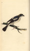 Woodchat Shrike  Lanius Senator Poster Print By ® Florilegius / Mary Evans - Item # VARMEL10936396