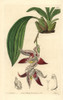 Paphinia Cristata Orchid Poster Print By ® Florilegius / Mary Evans - Item # VARMEL10935334