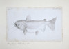 Asterophysus Batrachus  Ogre Catfish Poster Print By Mary Evans / Natural History Museum - Item # VARMEL10710805