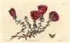 Moss-Rose Purslane  Portulaca Grandiflora Poster Print By ® Florilegius / Mary Evans - Item # VARMEL10935203
