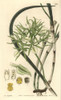Fragrant Brassavola Orchid  Brassavola Nodosa Poster Print By ® Florilegius / Mary Evans - Item # VARMEL10934985