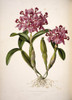 Cattleya Skinneri  English Orchid Poster Print By Mary Evans / Natural History Museum - Item # VARMEL10710780