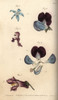 Parts Of Fructification In Borage 1  Pea 2À Poster Print By ® Florilegius / Mary Evans - Item # VARMEL10936056