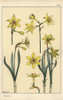 Botanical Illustration Of The Jonquil  Narcissusà Poster Print By ® Florilegius / Mary Evans - Item # VARMEL10937511