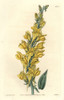 Dalmatian Toadflax  Linaria Dalmatica Poster Print By ® Florilegius / Mary Evans - Item # VARMEL10935214
