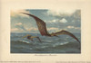 Pteranodon  Large Flying Pterosaur From Theà Poster Print By ® Florilegius / Mary Evans - Item # VARMEL10937686
