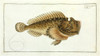 Scorpaena Horrida Poster Print By Mary Evans / Natural History Museum - Item # VARMEL10987340
