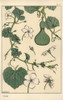 Botanical Illustration Of The Gourd Poster Print By ® Florilegius / Mary Evans - Item # VARMEL10937495