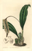 Common Rattlesnake Orchid  Pholidota Imbricata Poster Print By ® Florilegius / Mary Evans - Item # VARMEL10935301