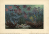 Panochthus Tuberculatus  An Extinct Type Ofà Poster Print By ® Florilegius / Mary Evans - Item # VARMEL10937711
