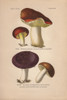 Gilded Brittlegill  Russula Aurata  And Purple-Coloredà Poster Print By ® Florilegius / Mary Evans - Item # VARMEL10936418