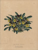 Rich Blooming Oncidium Orchid With Acid Yellowà Poster Print By ® Florilegius / Mary Evans - Item # VARMEL10936821