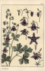 Columbine  Aquilegia Vulgaris  Flower Parts Poster Print By ® Florilegius / Mary Evans - Item # VARMEL10937492 Columbine  Aquilegia Vulgaris  Flower Parts Poster Print By ® Florilegius / Mary Evans - Item # VARMEL10937492