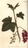 Redcurrant  Ribes Rubrum Poster Print By ® Florilegius / Mary Evans - Item # VARMEL10936069
