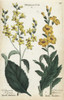 Black Mullein  Verbascum Nigrum  And Moth Mulleinà Poster Print By ® Florilegius / Mary Evans - Item # VARMEL10935886