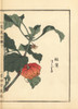 Chinese Lantern Plant  Physalis Alkekengi Poster Print By ® Florilegius / Mary Evans - Item # VARMEL10938764