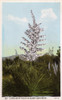 Species Of Yucca Plant In Bloom - Arizona  Usa Poster Print By Mary Evans / Grenville Collins Postcard Collection - Item # VARMEL10720140