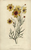 Plains Coreopsis Or Calliopsis  Coreopsis Tinctoria Poster Print By ® Florilegius / Mary Evans - Item # VARMEL10936749