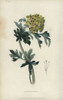 Siberian Corydalis  Corydalis Nobilis Poster Print By ® Florilegius / Mary Evans - Item # VARMEL10936762
