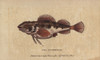 Sea Scorpion Or Scorpion Fish  Scorpaenidae Poster Print By ® Florilegius / Mary Evans - Item # VARMEL10940971