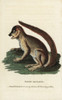 Woolly Lemur Or Indri  Lemur Laniger Poster Print By ® Florilegius / Mary Evans - Item # VARMEL10937846