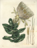 Long-Flowered Cream-Coloured Protea Or Sugarbushà Poster Print By ® Florilegius / Mary Evans - Item # VARMEL10934884