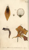 Nectarium Of The Crown Imperial 1  Grass Ofà Poster Print By ® Florilegius / Mary Evans - Item # VARMEL10936061