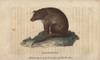 Ceylonese Dog  Canis Ceylonicus Poster Print By ® Florilegius / Mary Evans - Item # VARMEL10940983