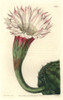Sharp-Angled Spiny Cactus  Echinopsis Oxygona Poster Print By ® Florilegius / Mary Evans - Item # VARMEL10935247