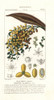 Date Palm  Fruit  Phoenix Dactylifera Poster Print By ® Florilegius / Mary Evans - Item # VARMEL10936100