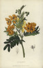 Sweet-Scented Cassia  Senna Odorata Poster Print By ® Florilegius / Mary Evans - Item # VARMEL10936771
