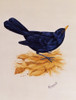 Blackbird Standing On Dry Leaves Poster Print By Malcolm Greensmith ® Adrian Bradbury/Mary Evans - Item # VARMEL10271301