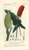 Lords And Ladies  Arum Maculatum Poster Print By ® Florilegius / Mary Evans - Item # VARMEL10936167