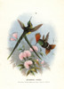 Long-Tailed Sylph  Aglaiocercus Kingi  Andà Poster Print By ® Florilegius / Mary Evans - Item # VARMEL10939120