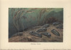 Trilobites  Fossil Group Of Extinct Marineà Poster Print By ® Florilegius / Mary Evans - Item # VARMEL10937690