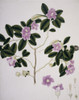 Hibiscus Cf. Syriacus  Syrian Rose Poster Print By Mary Evans / Natural History Museum - Item # VARMEL10711333 Hibiscus Cf. Syriacus  Syrian Rose Poster Print By Mary Evans / Natural History Museum - Item # VARMEL10711333