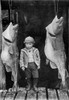 The Products Of Newfoundland  Canada - Cod Poster Print By Mary Evans / Grenville Collins Postcard Collection - Item # VARMEL10823738