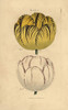Bizard And Rose Tulips  Tulipa Gesneriana Poster Print By ® Florilegius / Mary Evans - Item # VARMEL10936780