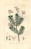 Bushy Triggerplant  Stylidium Glandulosum Poster Print By ® Florilegius / Mary Evans - Item # VARMEL10934659
