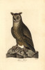 Eagle Owl  Bubo Bubo Poster Print By ® Florilegius / Mary Evans - Item # VARMEL10937308