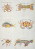 Colourful Illustration Of A Fish And Five Crustaceans Poster Print By Mary Evans / Natural History Museum - Item # VARMEL10708305