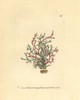 Coralline Algae  Corallina Officinalis Poster Print By ® Florilegius / Mary Evans - Item # VARMEL10940282